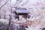 高遠桜.jpg